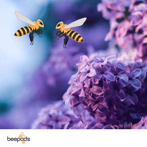 Bees and Blooms
